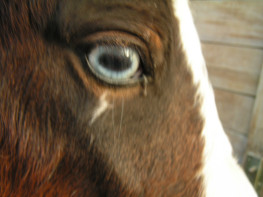 oeil bleu Stella.jpg (17 ko)